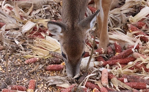 Bait Deer