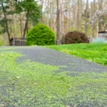 Blow Grass in the Road