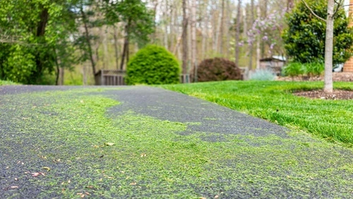 Blow Grass in the Road