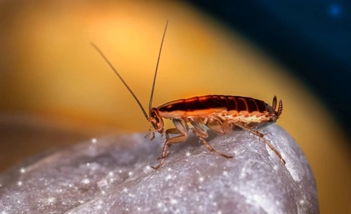 Cockroaches in Australia