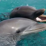 Communicate with Dolphins