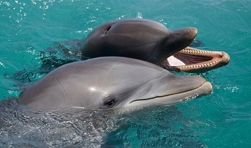 Communicate with Dolphins