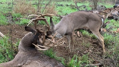 Cut Antlers Off a Dead Deer