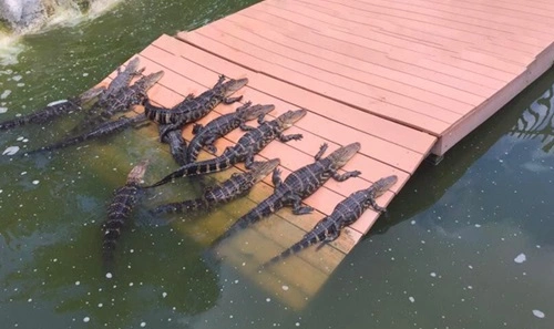 Feed Alligators in Florida