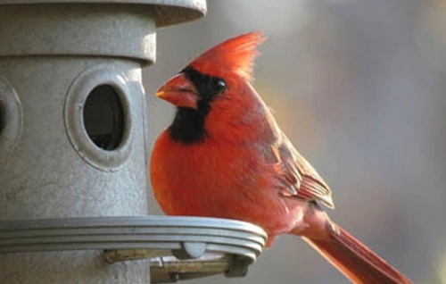 Feed Birds in Florida