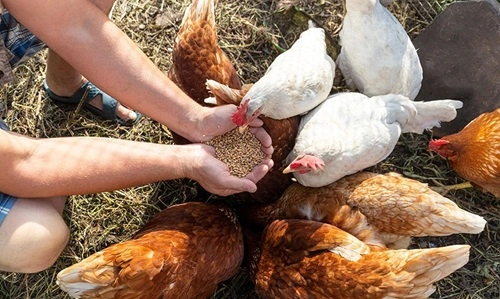 Feed Chickens Chicken