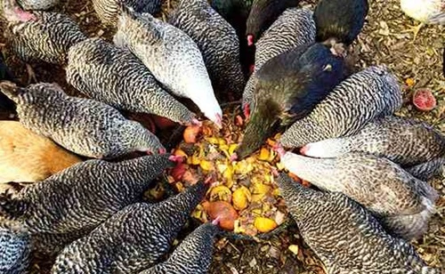 Feed Chickens Kitchen Scraps