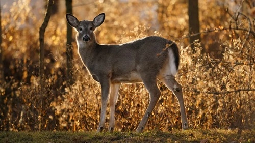 Feed Deer in Pennsylvania