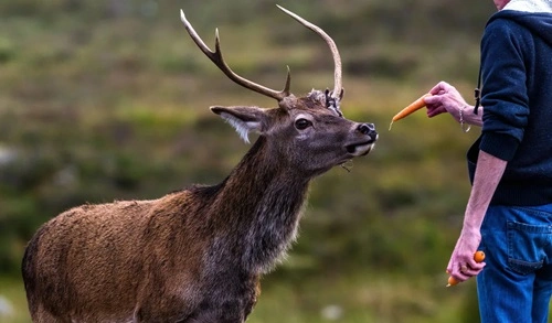 Feed Deer