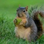 Feed Squirrels in Colorado