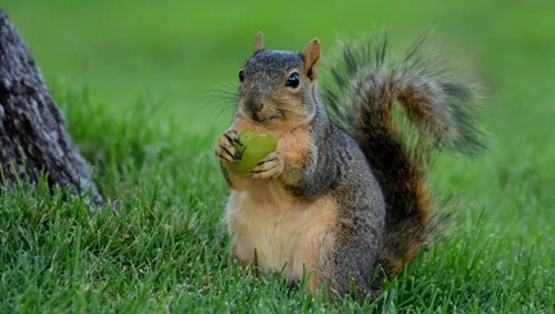 Feed Squirrels in Colorado