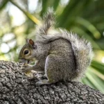 Feed Squirrels in Florida