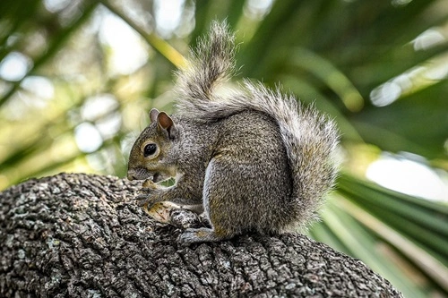 Feed Squirrels in Florida