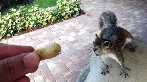 Feed Squirrels