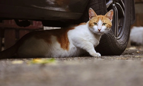 Feed Stray Cats in Texas