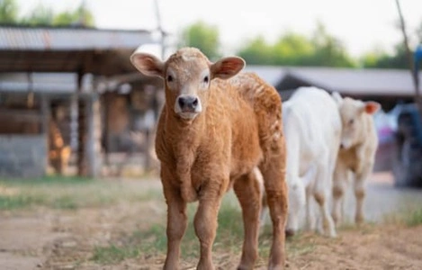 Frown at Cows