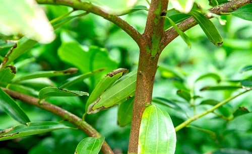 Grow Cinnamon Tree