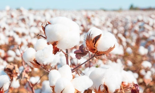 Grow Cotton