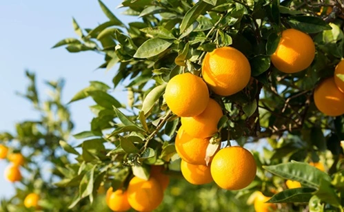 Grow Oranges in Florida