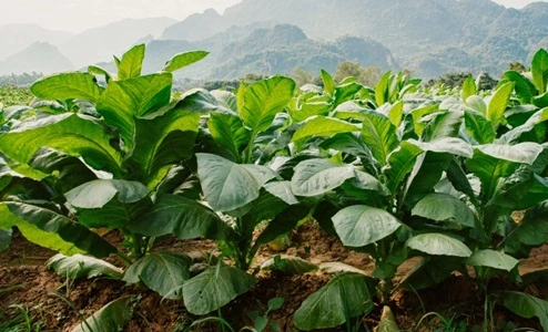 Grow Tobacco