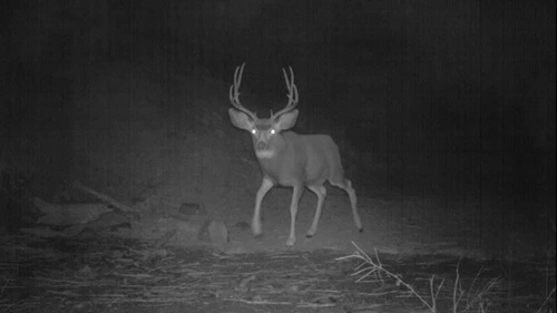 Hunt Deer at Night