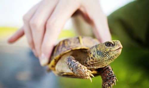 Keep a Box Turtle