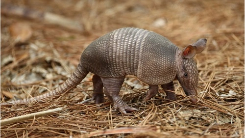 Kill An Armadillo in Texas