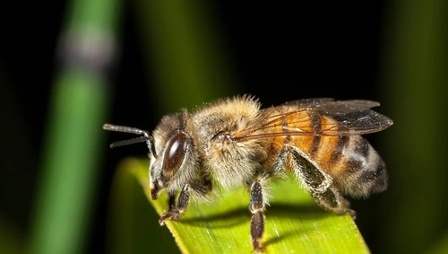 Kill Bees in Texas