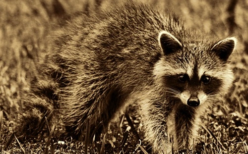 Kill Raccoons in Ohio