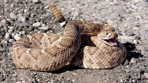 Kill Rattlesnakes in Arizona