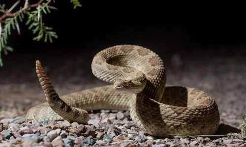 Kill Rattlesnakes in New Mexico