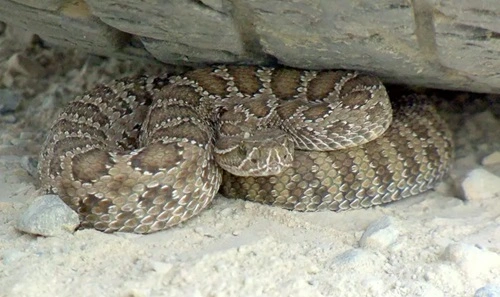 Kill Rattlesnakes in Washington