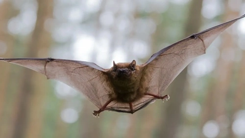 Kill a Bat in Illinois