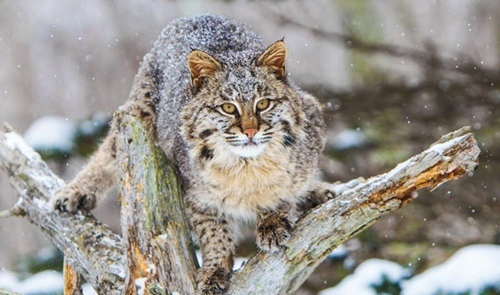 Kill a Bobcat in Texas