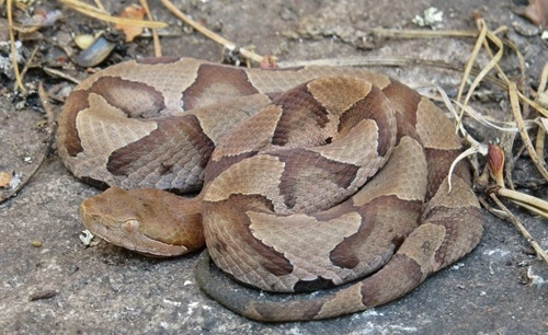 Kill a Copperhead in North Carolina