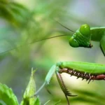 Kill a Praying Mantis in Pennsylvania