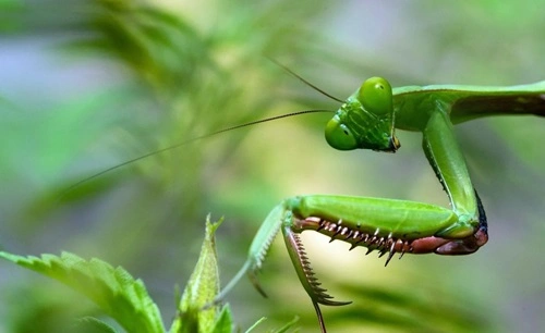 Kill a Praying Mantis in Pennsylvania