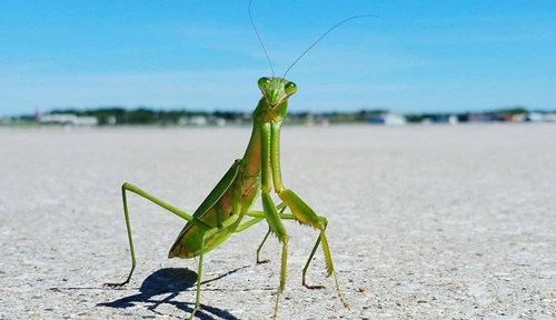 Kill a Praying Mantis