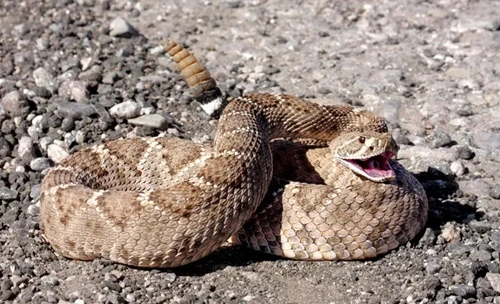 Kill a Rattlesnake in Arizona