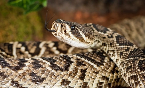 Kill a Rattlesnake in Florida