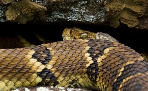 Kill a Rattlesnake in Kentucky