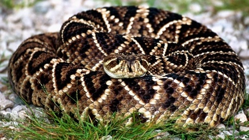 Kill a Rattlesnake in North Carolina