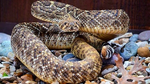 Kill a Rattlesnake in Texas