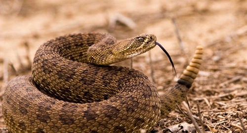 Kill a Rattlesnake