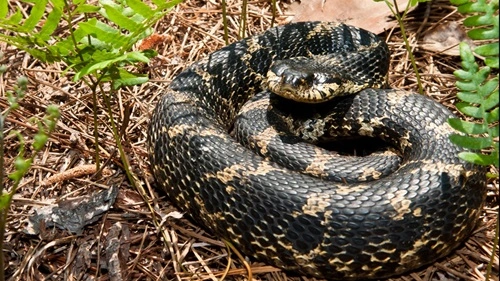 Kill a Snake in Arkansas