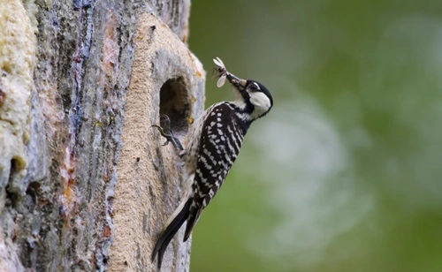 Kill a Woodpecker in Virginia