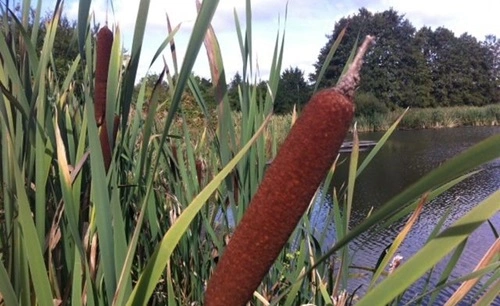 Pick Cattails