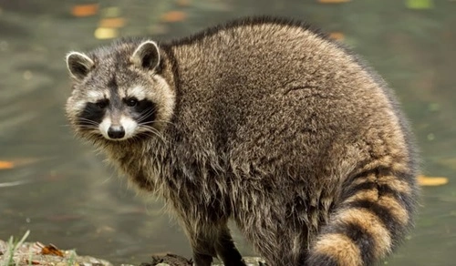 Relocate Raccoons