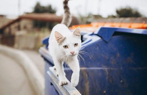 Relocate Stray Cats