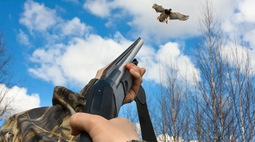 Shoot Birds With a Pellet Gun